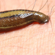 Illustration for article titled Using Leeches to Track the Worlds Rarest Animals